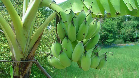 งบตําบล5ล้านปลูกผัก ยกระดับคุณภาพชีวิต