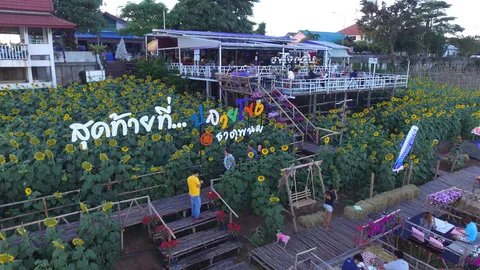 สุดเจ๋ง! พลิกที่ริมโขงนครพนม ทำสวนทานตะวัน รับนทท.ส่งท้ายปี