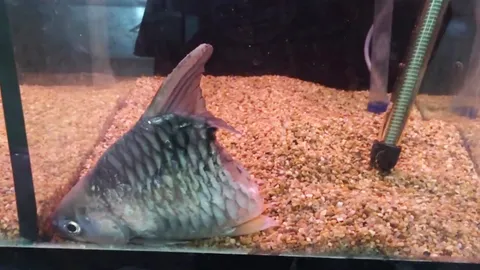 อาจารย์ มก.ยัน คลิปปลาครึ่งตัวมีจริง ชี้คนเลี้ยงดูแลดี