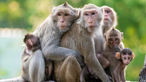 เรื่องไม่ธรรมดา ประสาลิง