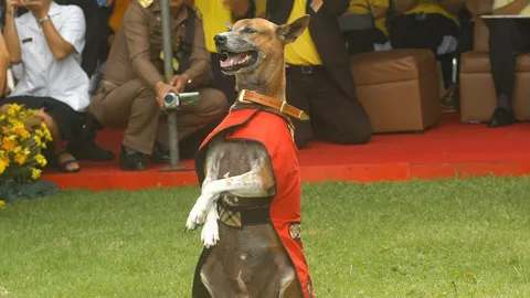 คณะสัตวแพทยศาสตร์ ม.เกษตรฯ แถลง สุนัขหลวง  'คุณทองแดง' เสียชีวิตแล้ว