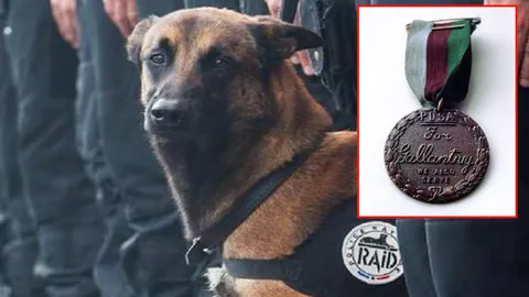 มอบเหรียญกล้าหาญขั้นสูงสุด สุนัขตำรวจ 'ดีเซล' พลีชีพเหตุจู่โจมปารีส