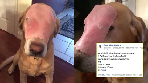 ปัดโถ่!!! เพจดัง อ้าง สุนัขถูกไฟไหม้ตาบอด ที่แท้แค่แฮมปิดหน้า