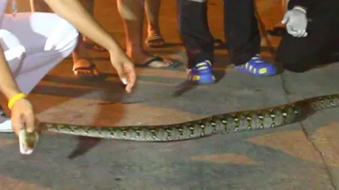 จอดให้งูเหลือมข้ามถนน กลับเลื้อยเข้ารถ 4 หนุ่มเผ่น-แจ้งกู้ภัยช่วย