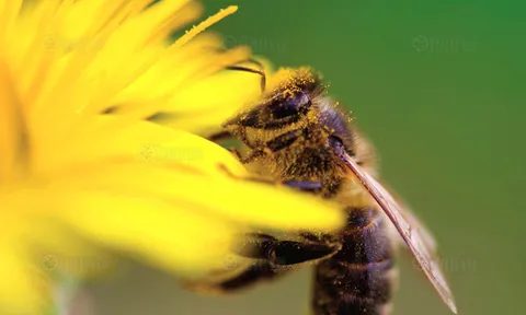 อัศจรรย์ขี้ผึ้งบริสุทธิ์ ช่วยผิวพรรณเนียนใส  