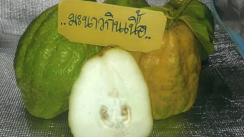 “มะนาวกินเนื้อ” กับที่มาพันธุ์เนื้ออร่อย