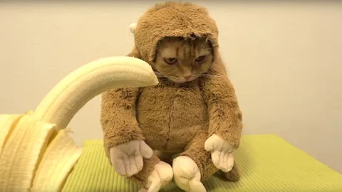 ไม่ตลก! ดราม่าบังเกิด คลิป "แมวใส่ชุดลิง" เข้าข่ายทารุณสัตว์?!