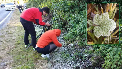 สู่จุดเยือกแข็ง! อินทนนท์ ลบ 2 องศาฯ เหมยขาบขาวโพลนทั่วดอย