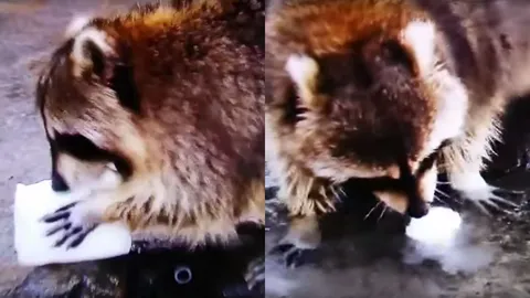 ร้องไห้หนักมาก! คลิป 'แรคคูน' ฝันสลาย ขนมสายไหมหายวับกับตา