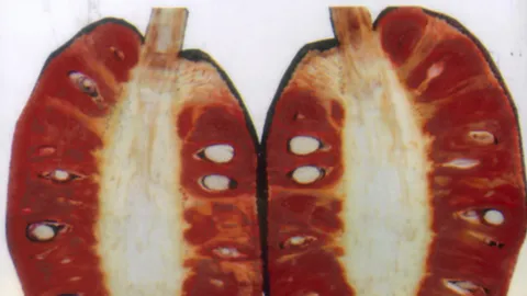 "ขนุนแดงสุริยา" หวาน กรอบอร่อยปลูกคุ้ม