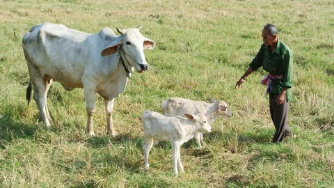 ดีใจเหมือนได้แก้ว แม่วัวตกลูกแฝด! เป็นของขวัญปีใหม่ จากธรรมชาติ   
