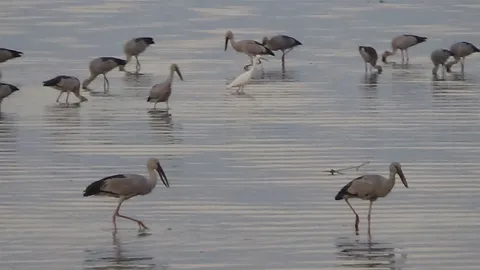ฝูงนกปากห่างไซบีเรีย อพยพหนีหนาวจากจีน มาหากินปลาที่กว๊านพะเยา