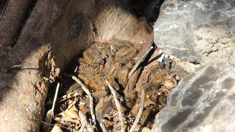 หนอนคัน บุกโรงเรียน! ทำรังที่ต้นไทร เดือดร้อนทั้งครู-นักเรียน