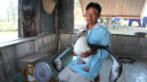 ช่วยด่วน ‘นกอัลบาทรอส‘ บินหลงฟ้า! บาดเจ็บตกบ่อกุ้งที่จันทบุรี