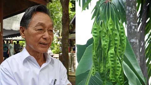 ชวน แนะ คนใต้ ปลูกสะตอ-ลูกเนียง แก้ปัญหาราคายางตกต่ำ 