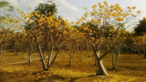 ตื่นตาตื่นใจ! 'สุพรรณิการ์' ออกดอกบานสะพรั่ง เหลืองอร่ามที่อุบลฯ