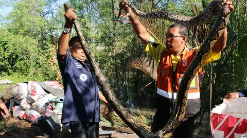 งูหลามติดอวนจมน้ำ ตัวยาว 4 เมตร ป้าหวังดีช่วยชีวิต หวิดโดนฉก