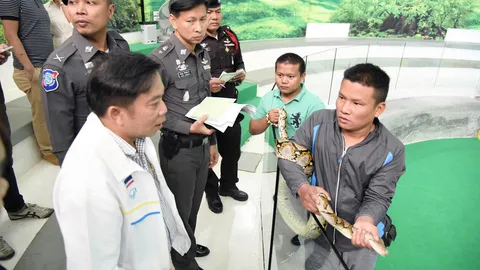 บุกยึดงูเหลือม! ตัวที่ฉกจมูกสาวจีนขณะก้มลงจูบ พบไม่มีใบอนุญาตฯ