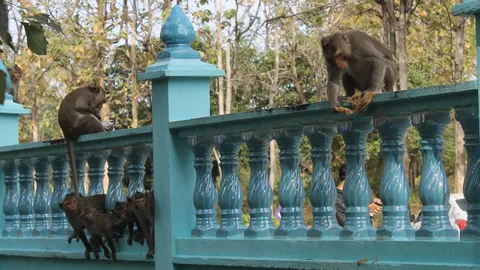 จ๋อบุก! ลิงแสมเขาน้ำเพชร หนีภัยแล้ง ลงเขาขโมยอาหาร-ของเซ่นไหว้ในวัด