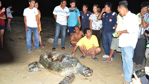 เต่าตนุอายุ 100 ปี เกยหาดหลังสวนตาย ตัวที่ 5 ในรอบเดือน
