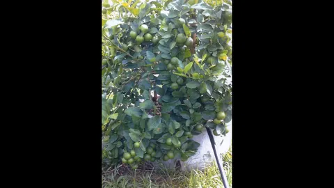 “มะนาวแป้นพันธุ์ใหม่” ทนโรคดีดกทั้งปีไร้เมล็ด