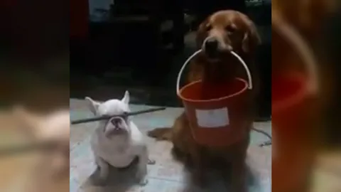 น่ารักน่าเอ็นดู! คลิปน้องหมาโดนลงโทษ ฝึกให้ทำสมาธิ