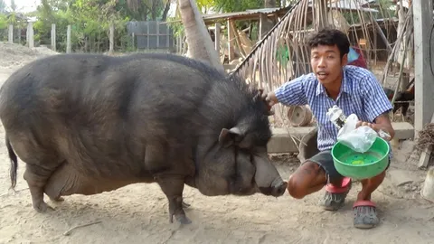 'หมูป่าแพนเค้ก' ขี้เล่นน่ารัก โปรดปรานน้ำอัดลม ขวัญใจคนอ่างทอง     