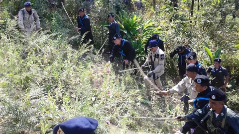 ลอบปลูกฝิ่นในไร่กะหล่ำปลี นอภ.นำกำลังขึ้นดอย ตัดทำลายทิ้ง