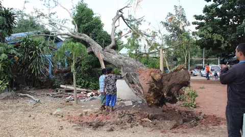 รอดเพราะลางสังหรณ์ ลูกพิการบอกคนในบ้านรีบหนี ก่อนต้นมะขามยักษ์โค่นทับบ้าน