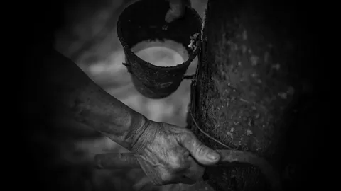 แกนนำสวนยางสุราษฎร์ฯ รับได้ 45 บ. หวั่นพ่อค้าคนกลางฉวยโอกาส