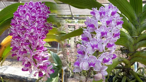 งานกล้วยไม้ ไม้ดอก ไม้ประดับ นครปฐม'59