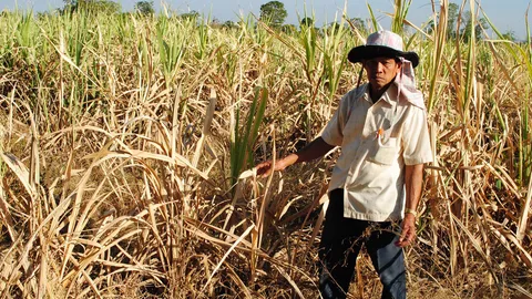 ชาวไร่อ้อยสุโขทัยสุดช้ำน้ำแล้ง จำใจตัดขายแม้ขาดทุน