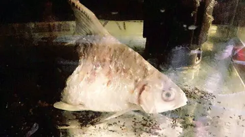 สุดยื้อ! 'เจ้าบุญครึ่ง' ปลาตะพากครึ่งตัว ตายแล้ว