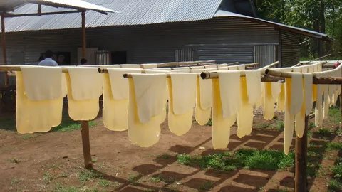 รมต.เกษตรฯเผย มติครม. รับซื้อยาง 1 แสนตัน เริ่ม25ม.ค.นี้ 