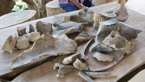 พบกระดูกขนาดใหญ่ เชื่อเป็นสัตว์โบราณ ลือ เก็บซากมีวิญญาณทหารมาจ้อง