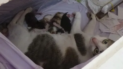 แปลกดี! แม่แมวที่อ่างทอง คลอดลูกในโลงศพแก้ปีชง