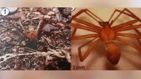 จุฬาฯ พบ แมงมุมพิษร้ายแรงของโลก เผย อย่าตกใจ-กระจายตัวในไทยแคบมาก