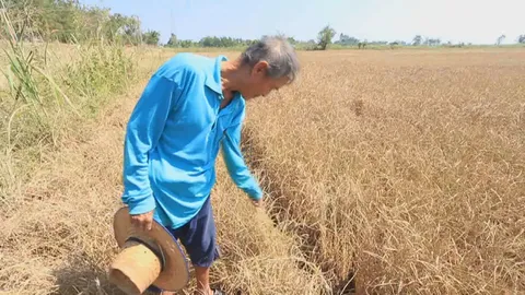 ชาวนาน้ำตาตก! ภัยแล้งนครสวรรค์ ทำพิษ ปล่อยข้าว 20 ไร่ ยืนต้นตาย