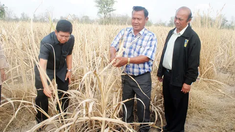 สุโขทัยเดือดร้อนหนัก! อ้อยขาดน้ำยืนต้นตาย เตรียมประกาศพื้นที่แล้ง