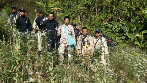 บุกทำลายไร่ฝิ่นที่ จ.ตาก ชาวเขาลอบปลูก วางระบบน้ำ-ติดสปริงเกอร์ทุกแปลง