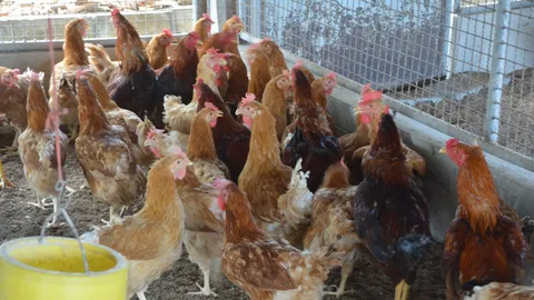 ศูนย์ทดสอบพันธุ์สัตว์ กระบี่ แนะชาวบ้านเลี้ยงไก่พื้นเมือง ช่วงยางราคาตก