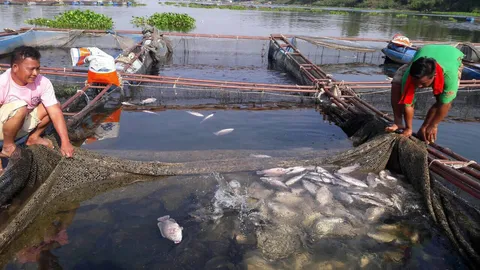 ปลานิลน้ำมูล อุบลฯ ตายยกกระชังรวม 30 ตัน พบออกซิเจนต่ำกว่าปกติ 2 เท่า