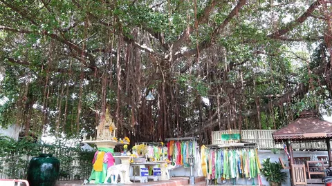 อาถรรพณ์ “สีแดง” ศาลเจ้าแม่พระไทร