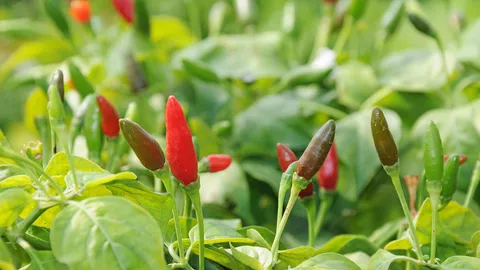 พริกขี้หนูสวนพันธุ์ใหม่ เผ็ดทนแล้ง...หอมแก้จน
