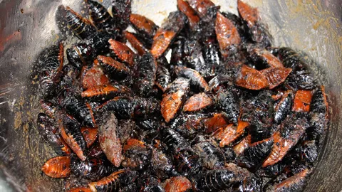 ชาวเบตง สร้างรายได้เสริม จับจักจั่นขาย-ทำเมนูเด็ด ทอดกรอบโรยพริกไทย