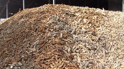 พาณิชย์ คุมเข้มลักลอบนำเข้า หลัง ราคามันสำปะหลังดิ่ง กก. ละ 2 บ. 