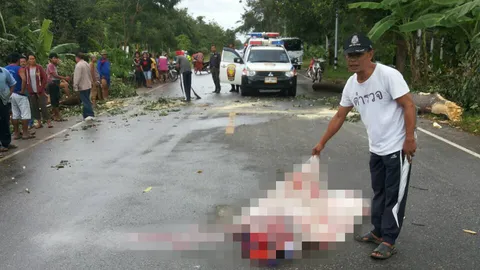 พัทลุง พายุกระหน่ำ พัดกิ่งไม้ทับศีรษะสาวซ้อนท้าย จยย.ดับคาที่ 