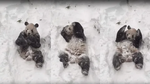 น่ารักเวอร์! คลิป 'แพนด้า' ดีใจเจอหิมะกลิ้งดุ๊กดิ๊กไปมา