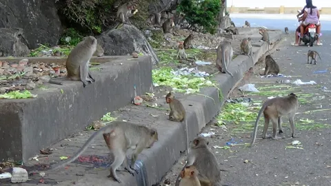 ลิงเขาช่องกระจก ผจญภัยแล้งหิวโซ