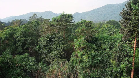 ห้วยขาแข้งระดมพิทักษ์ป่าแก้ภัยแล้ง